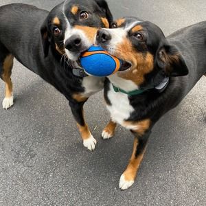 Meet your Posher, Sharon